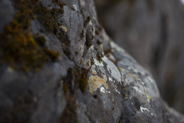 without focus macro stone with lichen