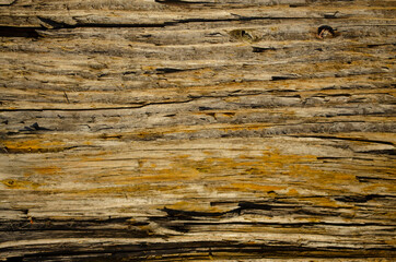 Close-Up of rotting wood, texture of the old spoiled wood damaged, brown color. wooden grunge desk