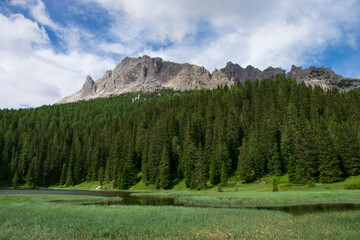 the green color of spring