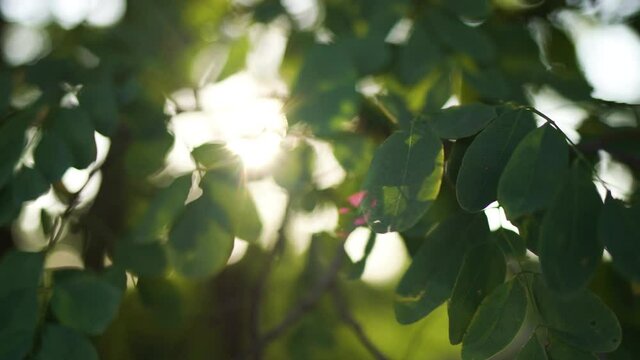 Beautiful green vibrant natural 4k video bokeh abstract background. Defocused leaves of old trees and soft sunset sunlight transparenting through branches