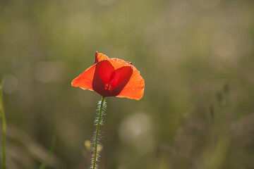 red poppy in a field