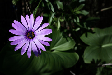 Closeup of a purple daisy