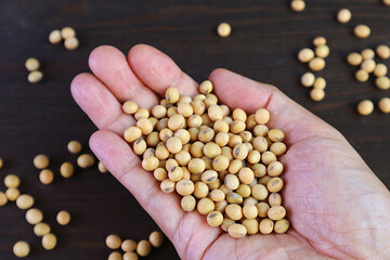 Closeup dried soybeans in man's hand