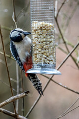 Fototapeta premium A spotted woodpecker at a feeding place at the Mönchbruch natural reserve in Mörfelden-Walldorf Hesse, Germany.