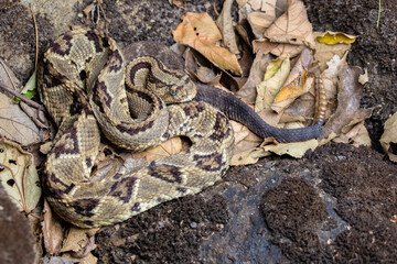 Central American Rattlesnake (Crotalus simus) - Guanacaste, Costa Rica