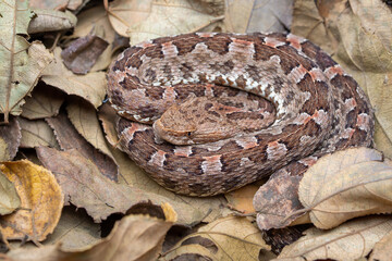 Western Hognosed Pitviper (Porthidium ophryomegas) - Guanacaste, Costa Rica