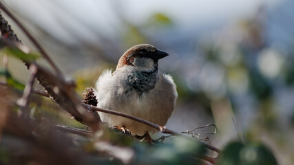 A brown sparrow.