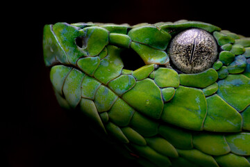 Side Striped Palm Pitviper (Bothriechis lateralis) - Monteverde, Costa Rica