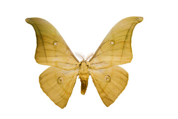 Butterfly Saturnia, Vietnam. Actias menas on white background. Big moth in Saturniidae family.