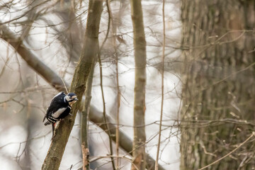 A spotted woodpecker on a tree at the Mönchbruch natural reserve in Mörfelden-Walldorf Hesse, Germany.