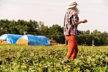 Beautiful woman eating a strawberry while gathering strawberries on a farm