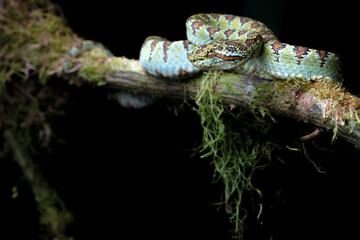 Blotched Palm Pitviper (Bothriechis supraciliaris) - Coto Brus, Costa Rica