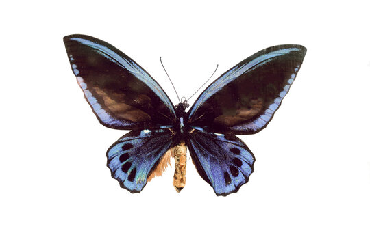 Butterfly Ornitoptera family. Big blue butterflyon white background.