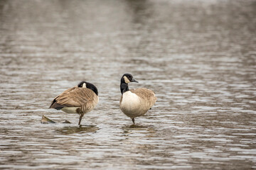 Two canadian geese at a little lake at a natural reserve called Mönchbruch in Hesse, Germany.