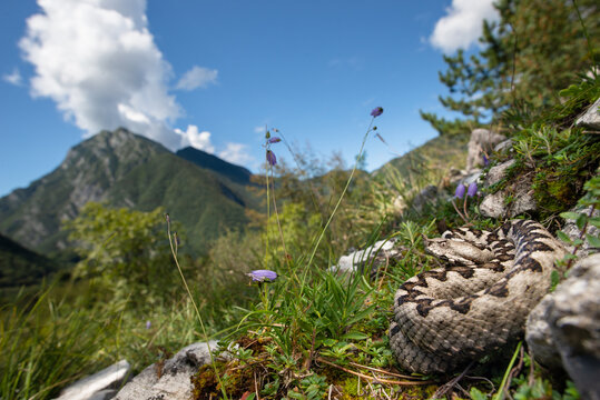 Nose Horned Viper (Vipera ammodytes) male, Croatia