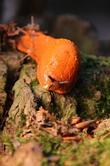 Schnecke