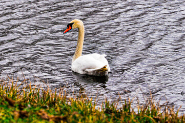 Łabędź  © Sebastian