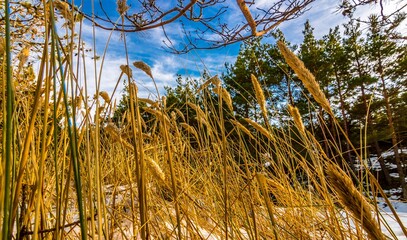 Plaża mchy i trawy nad morzem © Piotr