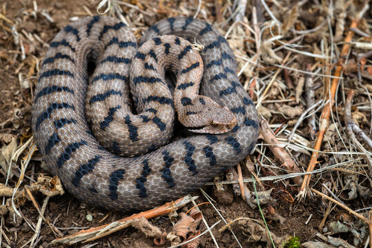 Asp Viper (Vipera aspis) female - Switzerland