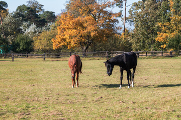 A brown and black horse grazes in a corral on a green field.