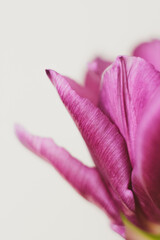 close-up, macro photo of a tulip. pistil and stamen