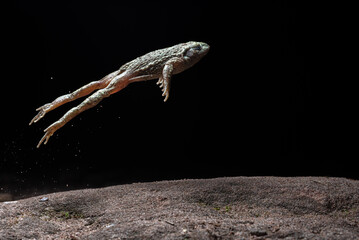 Midwife Toad (Alytes obstetricans) jumping- Rheinland Pfalz, Germany