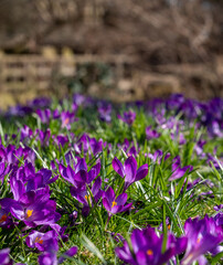 Purple and white crocuses in sunlight in the grass. Photographed in spring in central London UK.