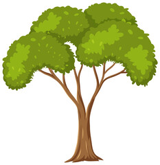 Isolated tree on white background