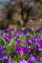 Fototapeta premium Purple and white crocuses in sunlight in the grass. Photographed in spring in central London UK.
