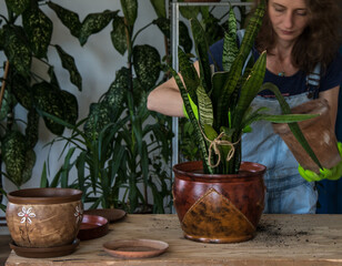 Woman planting houseplants indoors home gardening