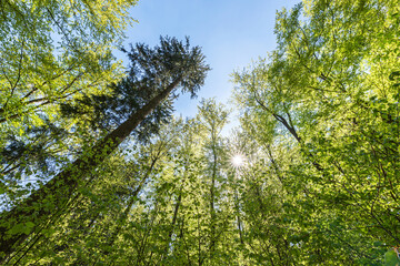 Obraz premium Treetops of beech trees in springtime in the forest; view from the forest floor upwards.
