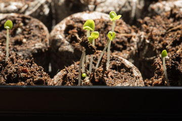 Sprouting tray holding peat seed pods with new sprouting seedlings. 