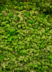 Natural moss in nature. Green moss background texture