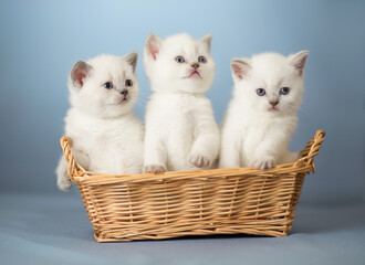 Fototapeta na wymiar white kittens in basket