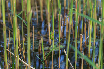 Tree frog - Hyla arborea - green frog sitting huddled on a blade of dry grass. Photo has nice bokeh.