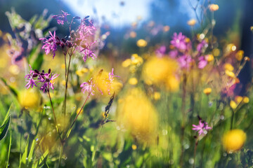 Wild flowers in the meadow. Colorful spring and summer background. 
