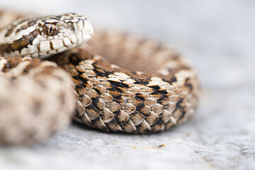 Meadow Viper (Vipera ursinii macrops) male, Croatia