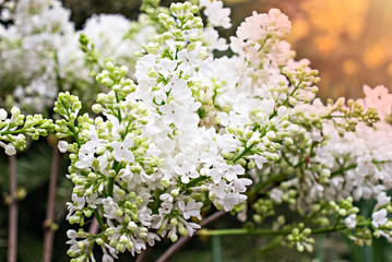 white lilac flower in the garden in spring