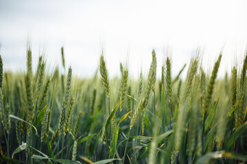 Wheat green spikelets in field on sunny spring day. Young ears of crop is growing and getting ready to be harvested. New agricultural season on the farm is about to start.