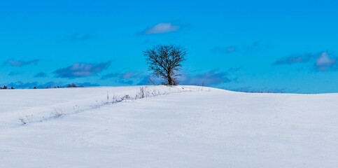 Samotne drzewo na śniegu