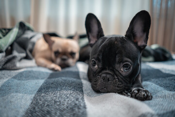 closeup of couple cute french bulldog dogs resting on sofa with plaid at home