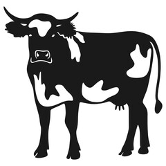 black and white cow
