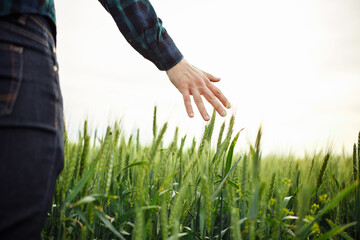 Farmer's hand touches green ears of wheat, agriculture concept. Farmer is checking the quality of young spikelets of wheat. Copy space and place for the text.