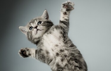 cat jumping like a basketball player © Abdullah