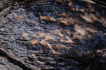 Charred ebony for background. Burnt wood texture.