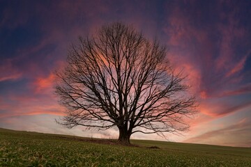Fototapeta premium Lonely tree in the countryside during sunset