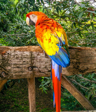 Beautiful parrot (papegaai) in the Tayrona National Parc, Colombia, South America