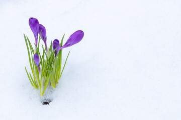 Spring first flowers. Beautiful violet crocuses in the snow with copy space.