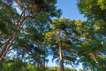 Beautiful bottom up view on tops of  pine trees on blue sky background. Gorgeous nature backgrounds.