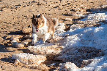 An Australian Shepherd enjoys winter and snow